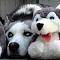 Wolfy