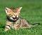 smilecat
